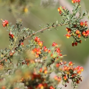 Grevillea alpina at Glenroy, NSW - 27 Sep 2021 09:50 AM