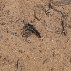 Asilinae sp. (subfamily) (Unidentified asiline Robberfly) at Albury, NSW - 27 Sep 2021 by KylieWaldon