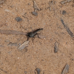 Asilinae sp. (subfamily) at Albury, NSW - 27 Sep 2021 10:33 AM