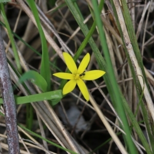 Pauridia vaginata at Glenroy, NSW - 27 Sep 2021 10:48 AM