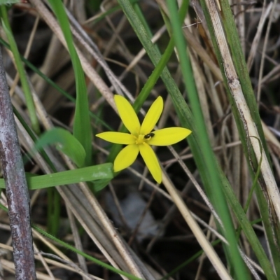 Pauridia vaginata (Yellow Star) at Albury - 27 Sep 2021 by KylieWaldon