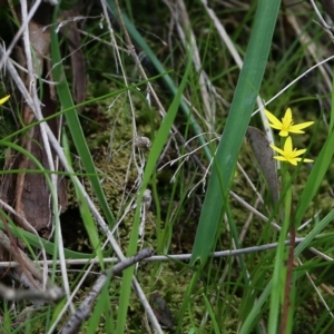 Pauridia vaginata at Glenroy, NSW - 27 Sep 2021