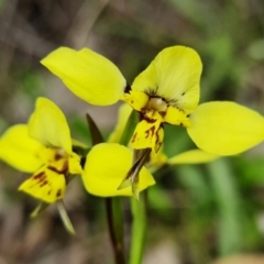 Diuris sp. (hybrid) (Hybrid Donkey Orchid) at Stromlo, ACT - 28 Sep 2021 by RobG1