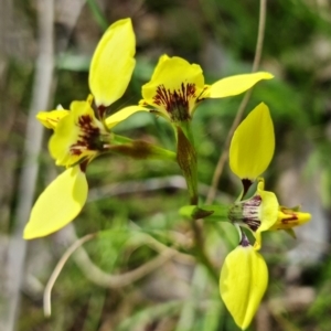 Diuris sp. (hybrid) at Stromlo, ACT - 28 Sep 2021