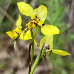 Diuris sp. (hybrid) at Stromlo, ACT - 28 Sep 2021