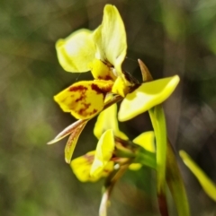 Diuris sp. (hybrid) at Stromlo, ACT - 28 Sep 2021