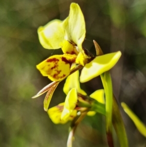 Diuris sp. (hybrid) at Stromlo, ACT - 28 Sep 2021