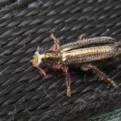 Lemidia subaenea (Clerid beetle) at Dunlop, ACT - 28 Sep 2021 by Christine