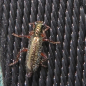 Lemidia subaenea at Dunlop, ACT - 28 Sep 2021 11:15 AM