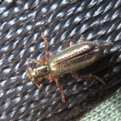 Lemidia subaenea at Dunlop, ACT - 28 Sep 2021 11:15 AM