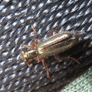 Lemidia subaenea at Dunlop, ACT - 28 Sep 2021 11:15 AM