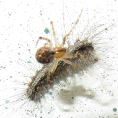 Cryptachaea veruculata (Diamondback comb-footed spider) at Flynn, ACT - 28 Sep 2021 by Christine