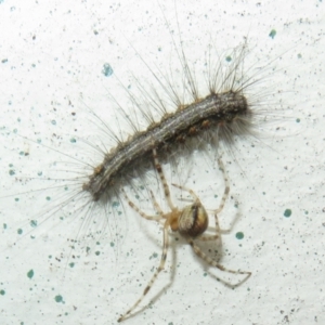 Cryptachaea veruculata at Flynn, ACT - 28 Sep 2021