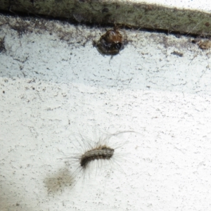 Cryptachaea veruculata at Flynn, ACT - 28 Sep 2021