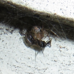 Cryptachaea veruculata at Flynn, ACT - 28 Sep 2021 11:52 AM