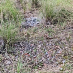 Callocephalon fimbriatum (Gang-gang Cockatoo) at Block 402 - 28 Sep 2021 by RobG1