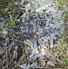 Callocephalon fimbriatum at Stromlo, ACT - suppressed