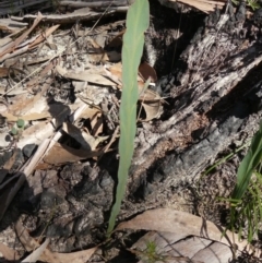 Bossiaea ensata (Sword Bossiaea) at Morton National Park - 14 Aug 2021 by Curiosity