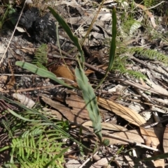 Bossiaea ensata at Bundanoon, NSW - 14 Aug 2021 11:07 AM