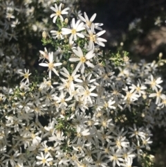 Olearia microphylla (Olearia) at Bruce, ACT - 16 Sep 2021 by rainer