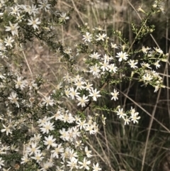 Olearia microphylla at Bruce, ACT - 17 Sep 2021