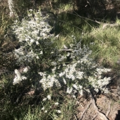 Olearia microphylla at Bruce, ACT - 17 Sep 2021 09:40 AM