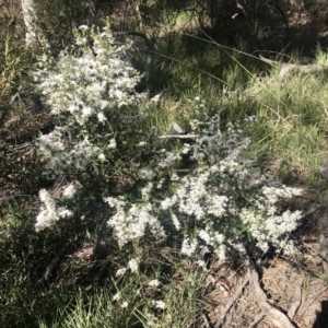 Olearia microphylla at Bruce, ACT - 17 Sep 2021
