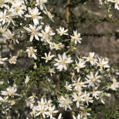 Olearia microphylla at Bruce, ACT - 17 Sep 2021 09:40 AM