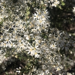 Olearia microphylla at Bruce, ACT - 17 Sep 2021 09:40 AM