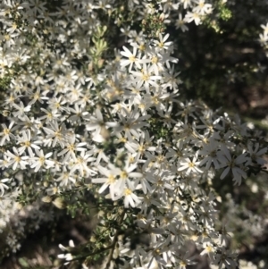 Olearia microphylla at Bruce, ACT - 17 Sep 2021