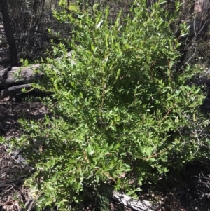 Billardiera heterophylla at Bruce, ACT - 17 Sep 2021 10:54 AM