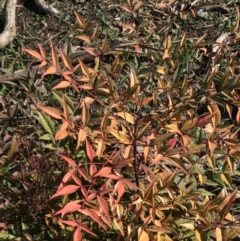 Nandina domestica (Sacred Bamboo) at Holt, ACT - 15 Aug 2021 by rainer