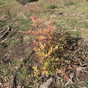 Nandina domestica at Holt, ACT - 15 Aug 2021