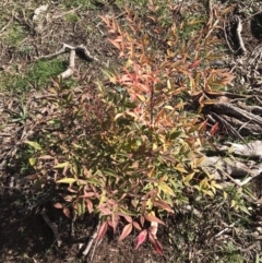 Nandina domestica at Holt, ACT - 15 Aug 2021