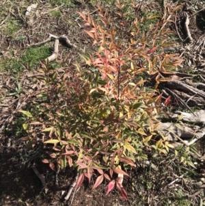 Nandina domestica at Holt, ACT - 15 Aug 2021