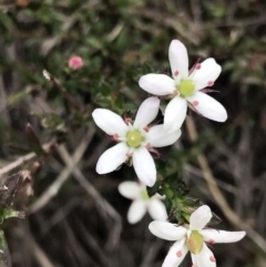 Rhytidosporum procumbens (White Marianth) at Downer, ACT - 8 Sep 2021 by rainer