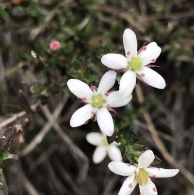 Rhytidosporum procumbens (White Marianth) at Black Mountain - 8 Sep 2021 by rainer