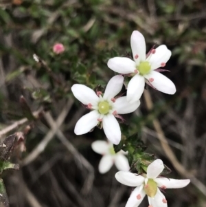 Rhytidosporum procumbens at Downer, ACT - 8 Sep 2021