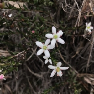 Rhytidosporum procumbens at Downer, ACT - 8 Sep 2021 10:53 AM