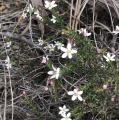 Rhytidosporum procumbens at Downer, ACT - 8 Sep 2021 10:53 AM