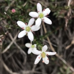 Rhytidosporum procumbens at Downer, ACT - 8 Sep 2021 10:53 AM