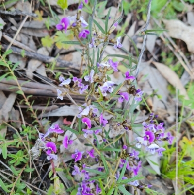 Glycine clandestina (Twining Glycine) at Isaacs, ACT - 28 Sep 2021 by Mike