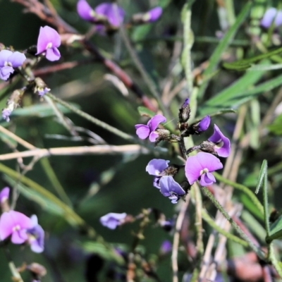 Glycine clandestina (Twining Glycine) at Glenroy, NSW - 27 Sep 2021 by KylieWaldon