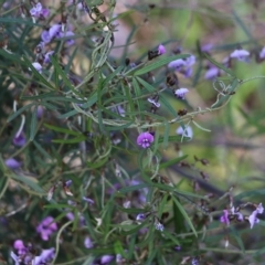 Glycine clandestina at Glenroy, NSW - 27 Sep 2021 10:01 AM