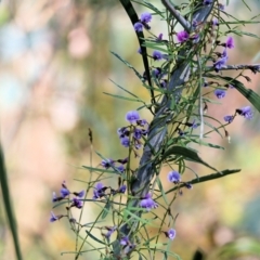 Glycine clandestina at Glenroy, NSW - 27 Sep 2021