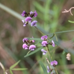 Glycine clandestina (Twining Glycine) at Albury, NSW - 27 Sep 2021 by KylieWaldon