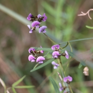 Glycine clandestina at Albury, NSW - 27 Sep 2021 10:43 AM