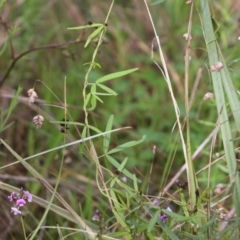 Glycine clandestina at Albury, NSW - 27 Sep 2021 10:43 AM