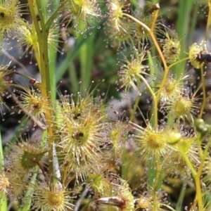 Drosera auriculata at Glenroy, NSW - 27 Sep 2021 10:17 AM