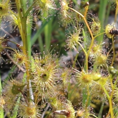 Drosera auriculata (Tall Sundew) at Albury - 27 Sep 2021 by KylieWaldon